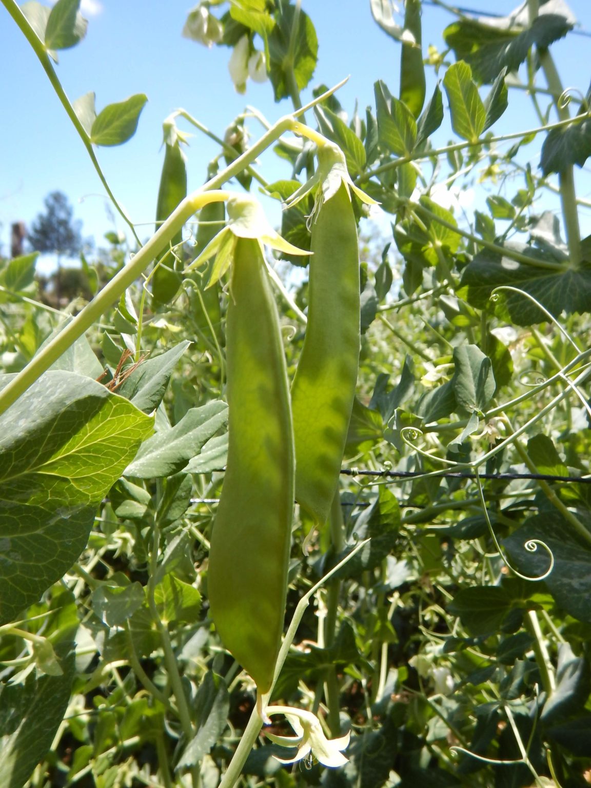 Snow Peas Mangetout from our Farms in Guatemala ElbeFruit