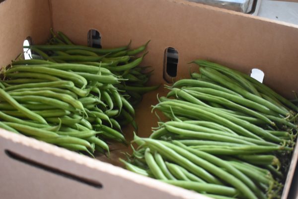 organic-green-beans