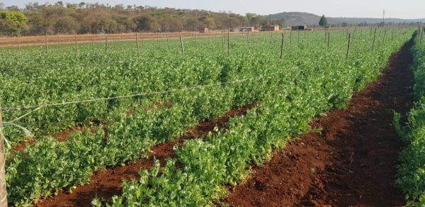 mangetout-field-zimbabwe-2